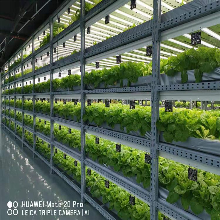 咨询日本M式水培叶菜系统项目 致电方立农业  服务好 建造好