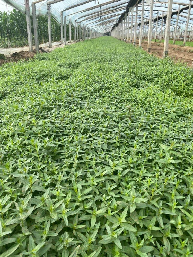 千屈菜  千屈菜小苗 山东千屈菜小苗大量供应