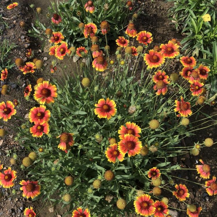 欢迎选购松果菊  松果菊种植基地  大量现货出售