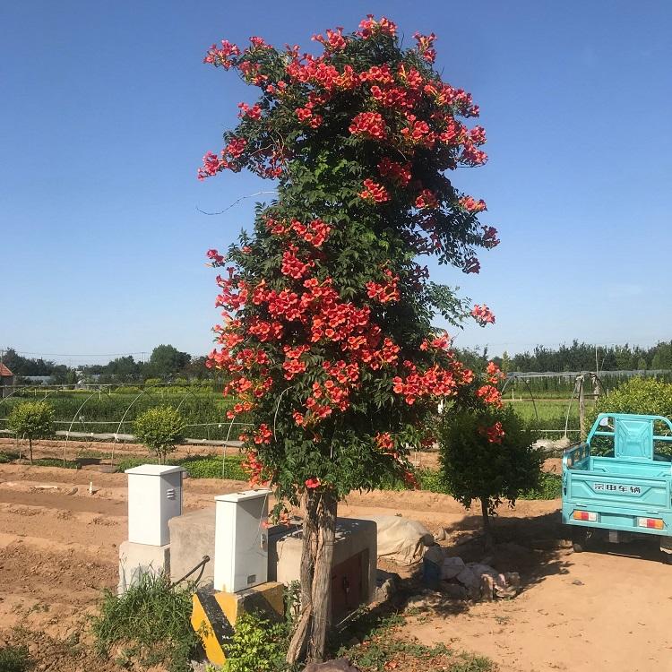 凌霄花种植基地批发 庭院爬藤植物 园林绿化