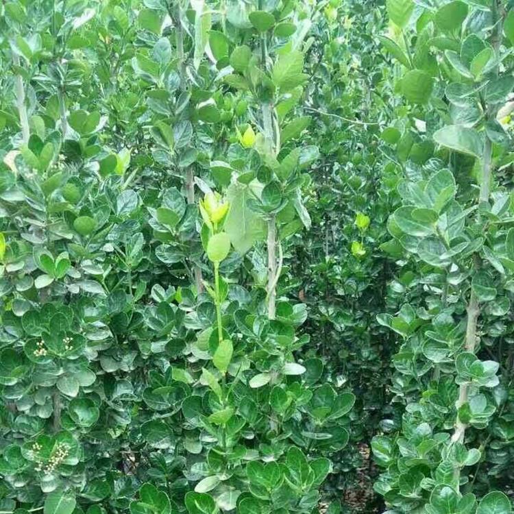 青州绿化苗木种植基地 北海道黄杨基地 北海道黄杨小苗批发价格