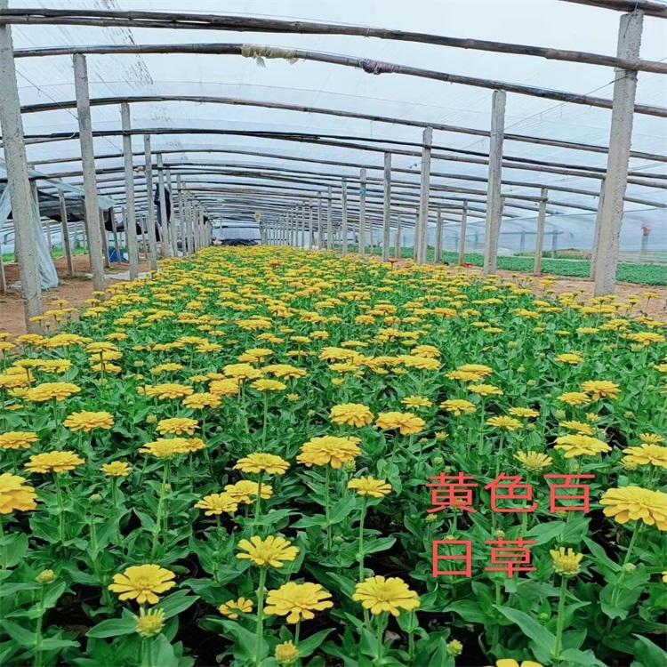 百日草 百日草供应 山东百日草基地 江瑞园艺种植批发