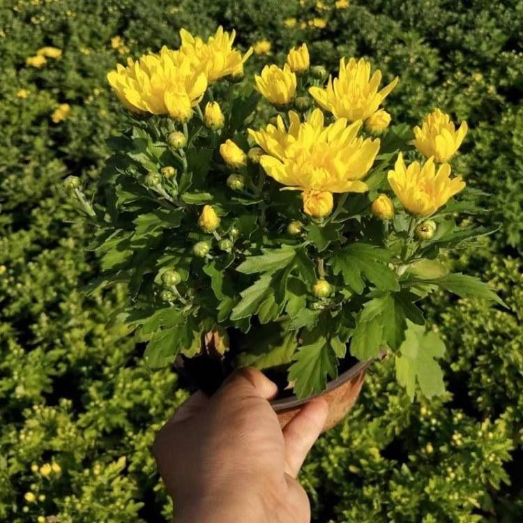 地被菊报价 基地出售地被菊 租摆地被菊