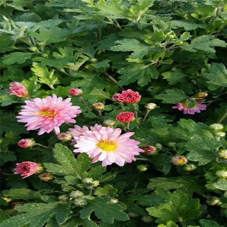 地被菊批发价格 苗圃直供地被菊 观花地被菊