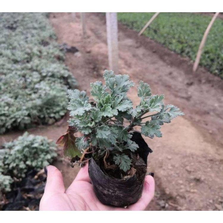 地被菊种植基地 大量现货供应地被菊 租摆地被菊