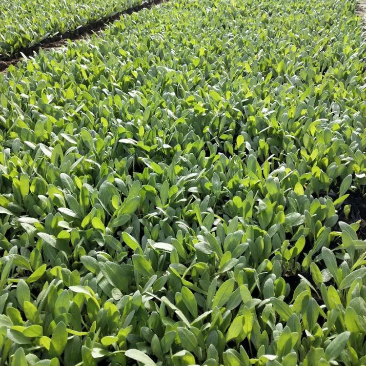 现货供天人菊   天人菊报价 量大价优  基地直供