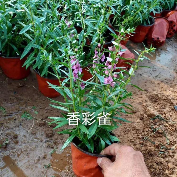 香彩雀 香彩雀小苗 香彩雀基地 香彩雀种子 江瑞香彩雀