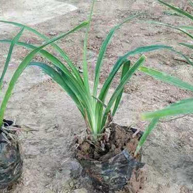 大花萱草苗子 大量现货供应 大花萱草基地