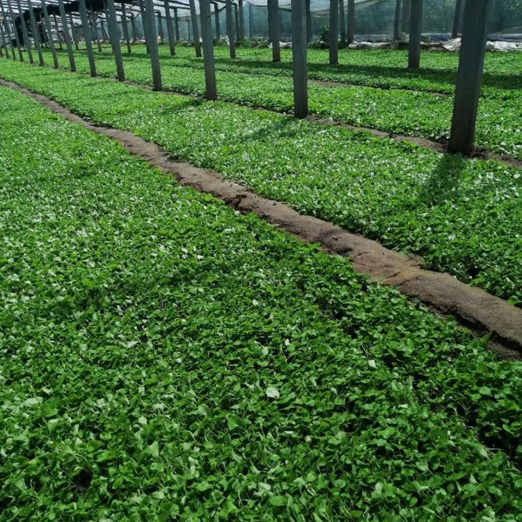 大量现货供应二月兰   二月兰种植基地   量大价优