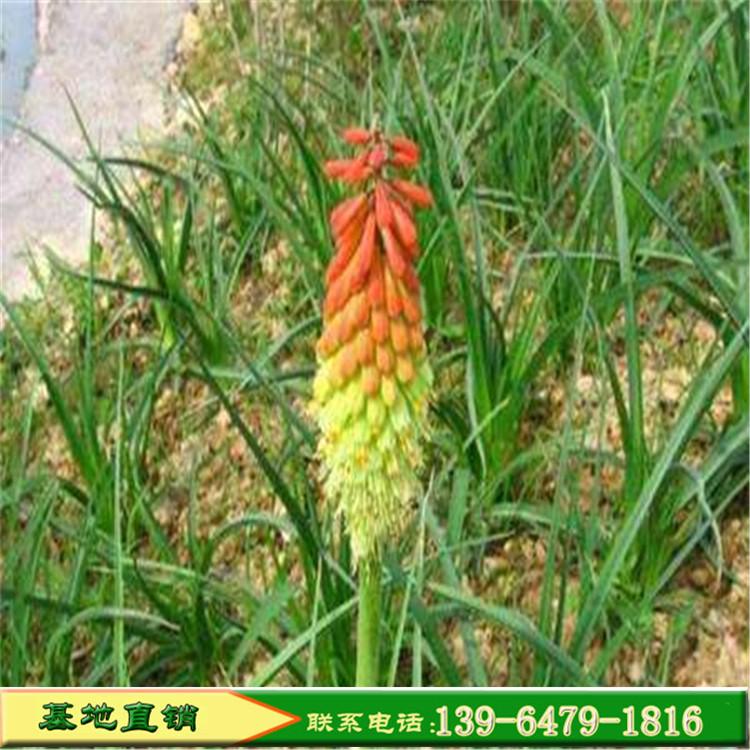 火炬花育苗基地直销 火炬花火把莲批发 宿根植物批发价格