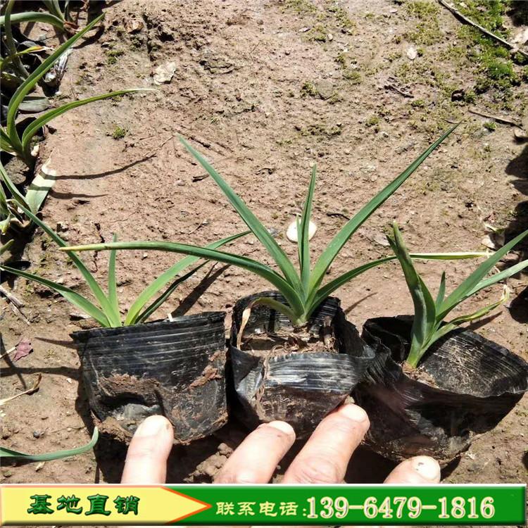 草花种子火炬花营养钵苗 花海景区地被观赏草本花卉芒果棒冰