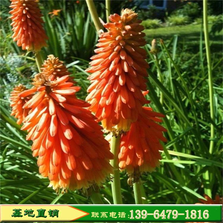 火炬花苗花坛布景植物 火炬花工程用苗物美价廉 山东彩诺农家种植