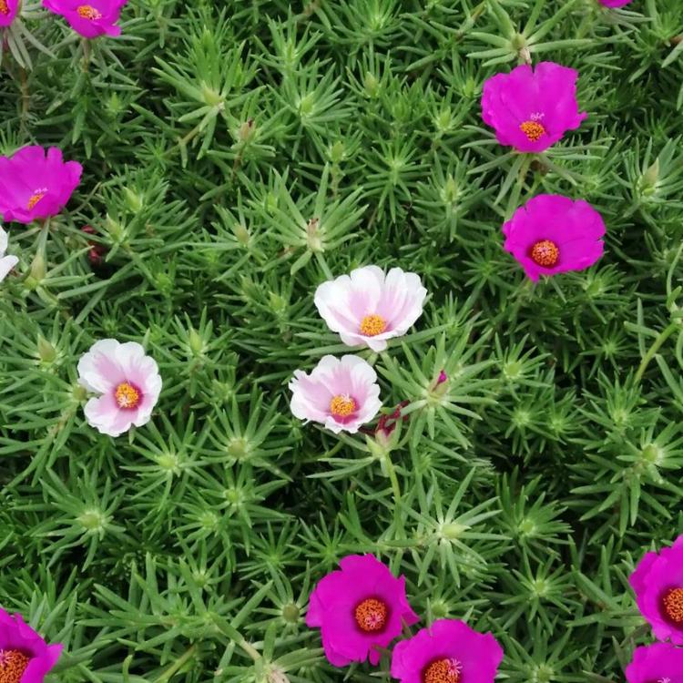 大量现货供应半枝莲   半枝莲种植基地   量大价优