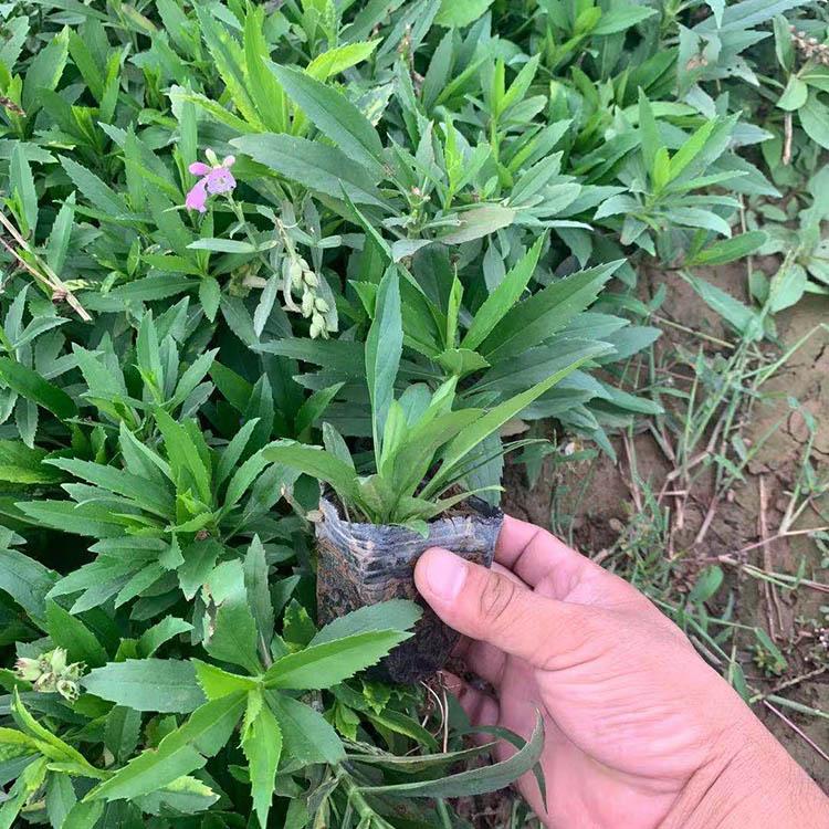 假龙头大量现货供应 假龙头销售 假龙头种植基地
