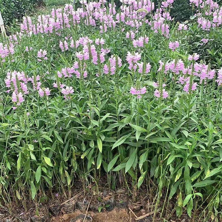 假龙头基地 批发假龙头