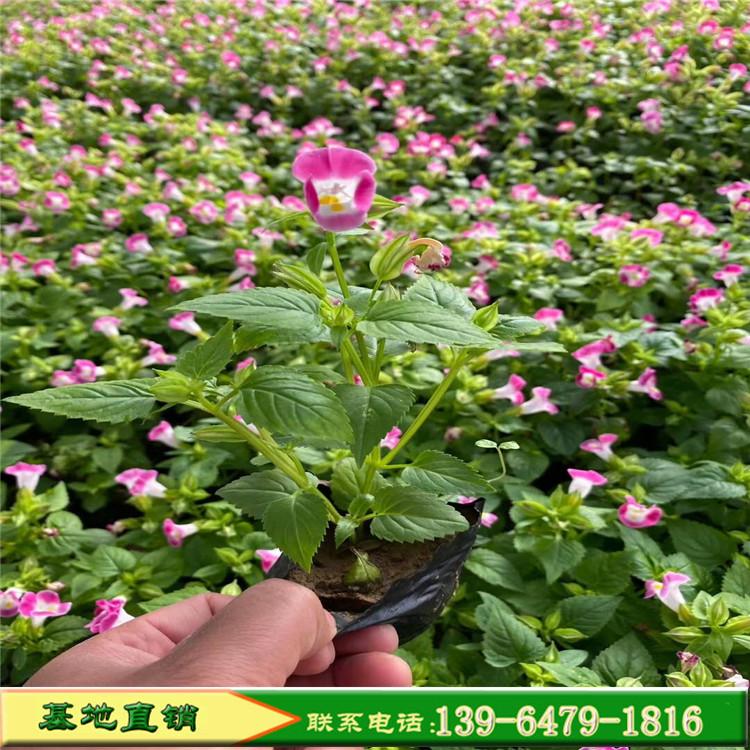 花海建设用花夏堇穴盘苗 绿化草花夏瑾种植基地夏季开花