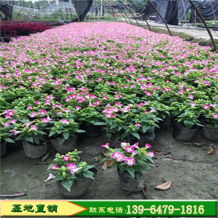 夏堇小苗 便宜的夏堇山东草花基地  山东彩诺夏堇图片