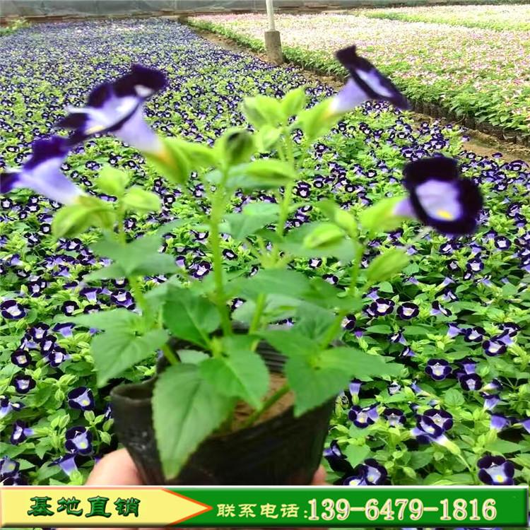 夏瑾花苗 花坛绿化专用夏季开花耐高温耐水湿多色夏堇