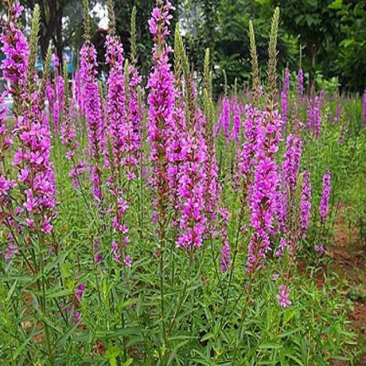 现货供应 千屈菜种植基地  千屈菜基地优惠直发