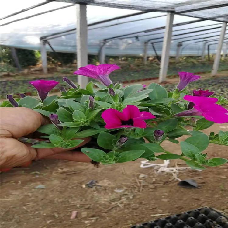 矮牵牛价格 垂吊牵牛基地 五彩牵牛种植批发 江瑞园艺供应商 欢迎致电咨询