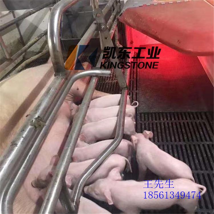 仔猪保温垫 青岛凯东猪舍垫 猪栏垫龟背纹防滑