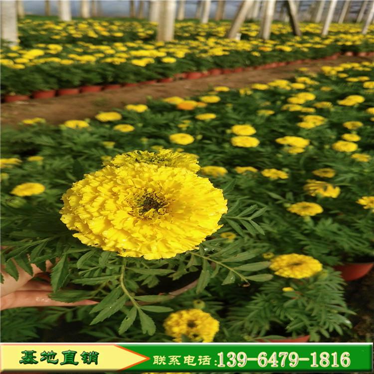 大量供应花卉万寿菊盆栽苗 绿化植物万寿菊 观赏花卉节日租摆用花
