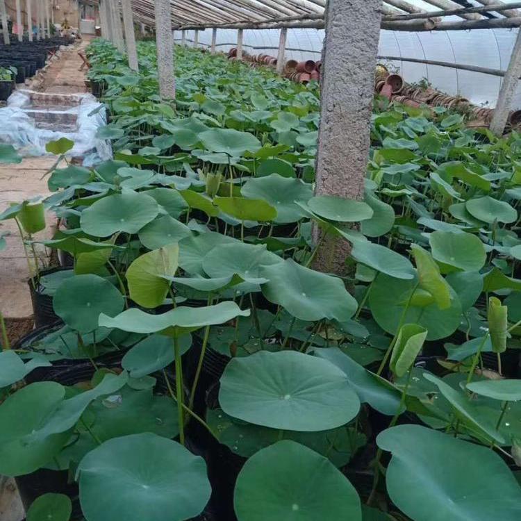 绿化荷花