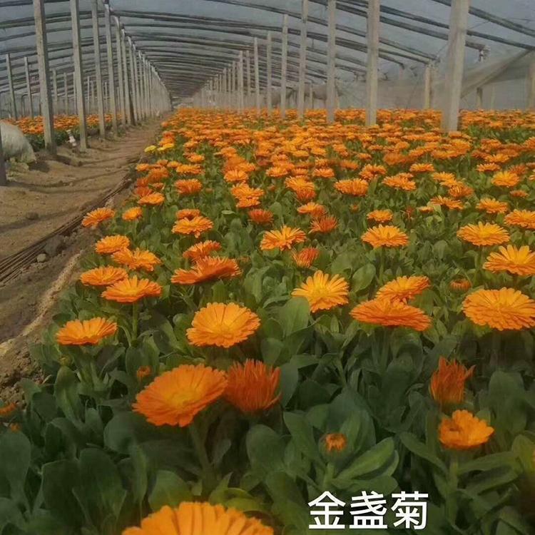 金盏菊批发基地 山东金盏菊价格 租摆金盏菊供应 春彩