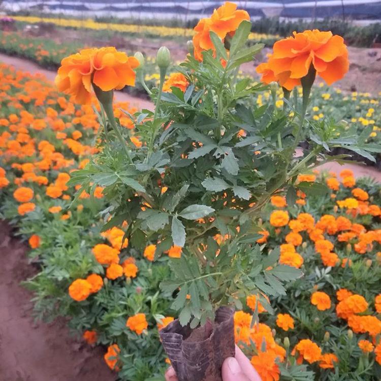 孔雀草花海苗 基地直销孔雀草 租摆孔雀草 孔雀草价格