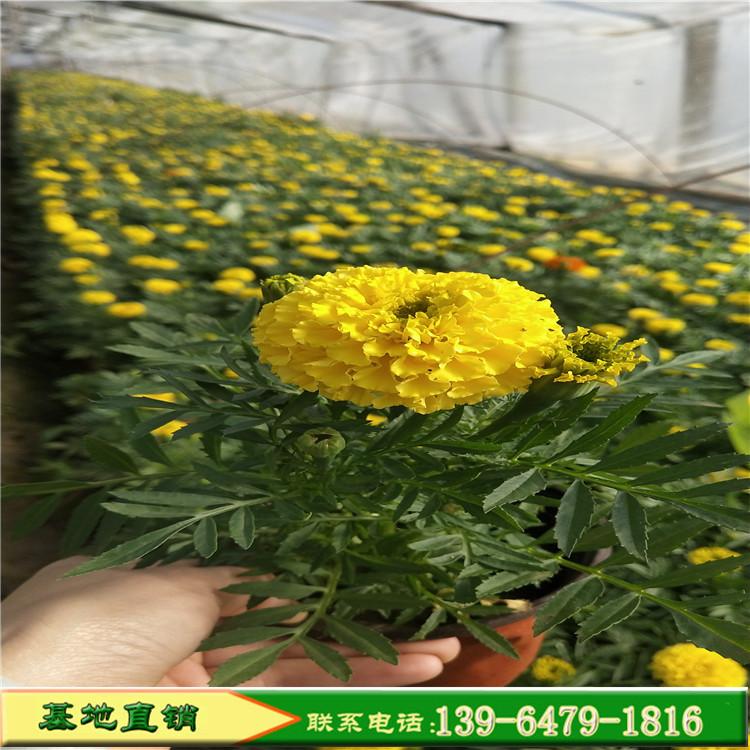 孔雀草双色盆 青州时令草花 黄色万寿菊租摆草花园林绿化