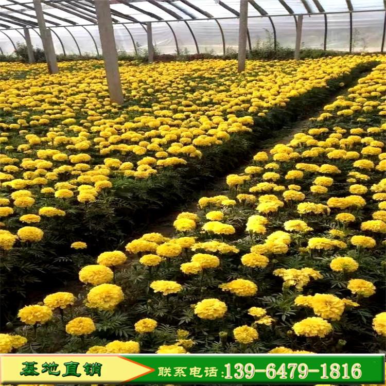 黄色草花万寿菊批发价格 绿化工程用万寿菊 地被草花大棵万寿菊