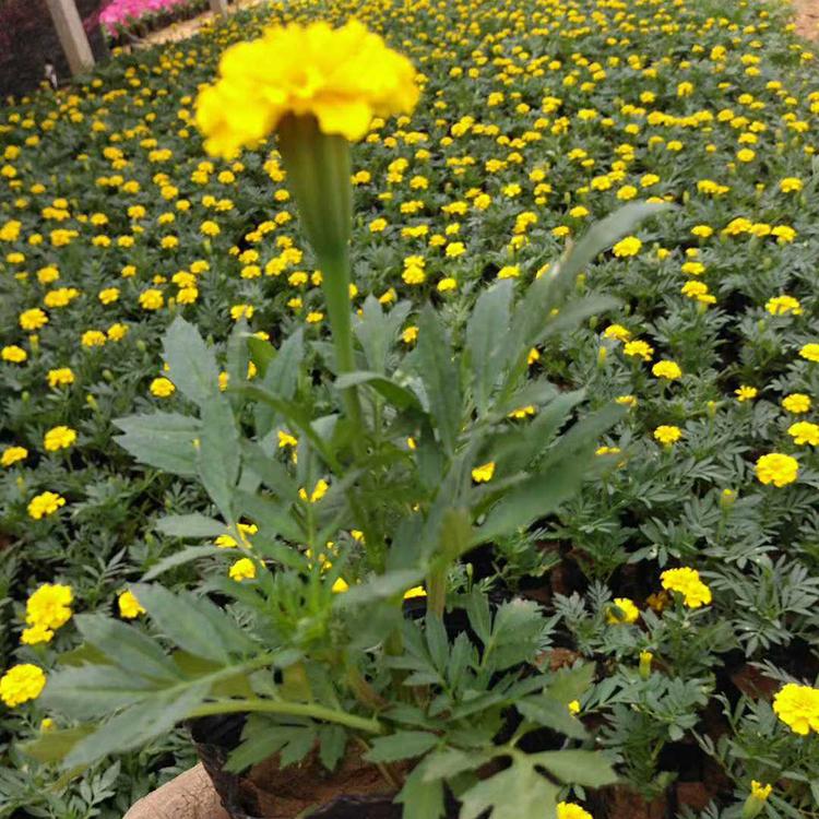 孔雀草批发价格 种植户现货直销孔雀草 孔雀草批售
