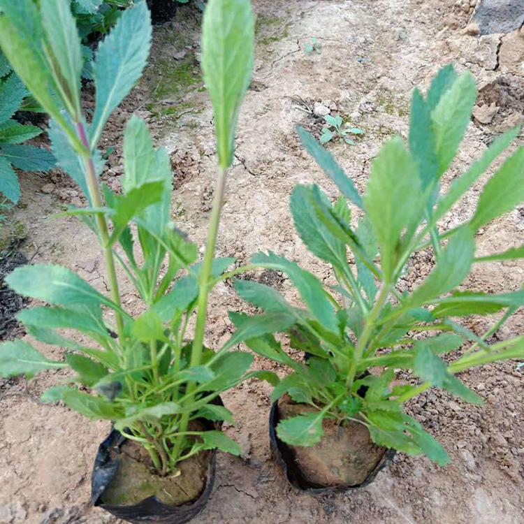 马鞭草 青州种植户大量现货直销优良马鞭草 马鞭草批发价格