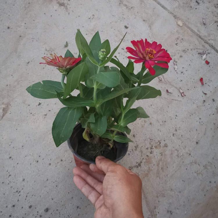带花苞百日草 采购基地 批发草日草