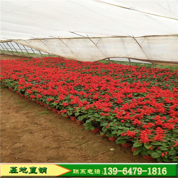 苗圃基地培育供应质量好的花卉一串红 道路绿化工程花卉一串红 商场门口摆放花卉