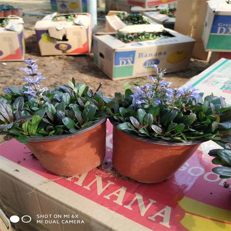 多花筋骨草 多花筋骨草供应 多花筋骨草价格 江瑞园艺多花筋骨草供应商
