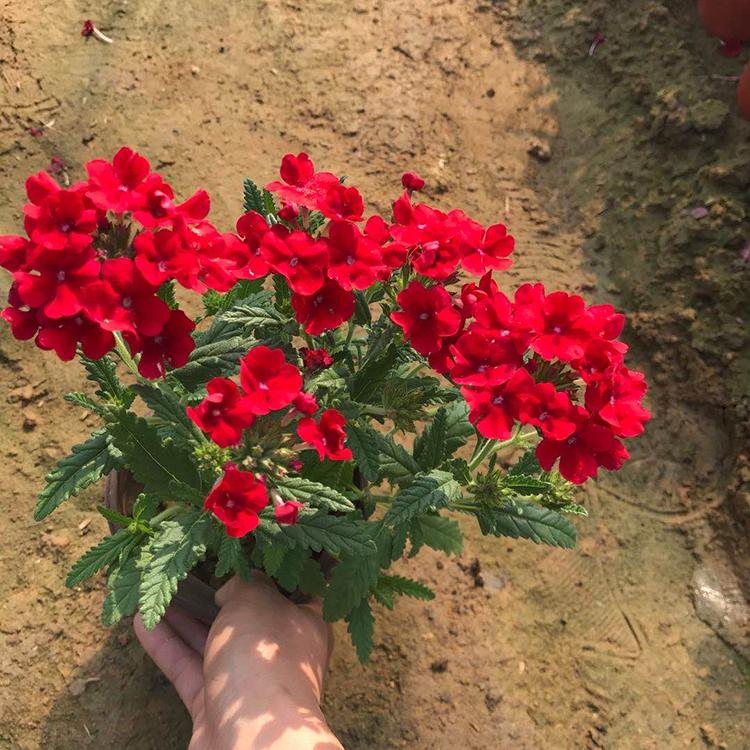 美女樱种植商出售优良美女樱 青州美女樱供应 量大优惠