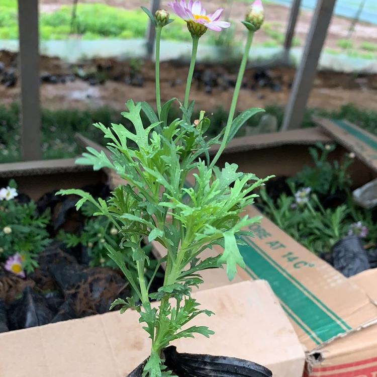 格丽特盆栽批发 玛格丽特花卉有 木茼蒿批发价格