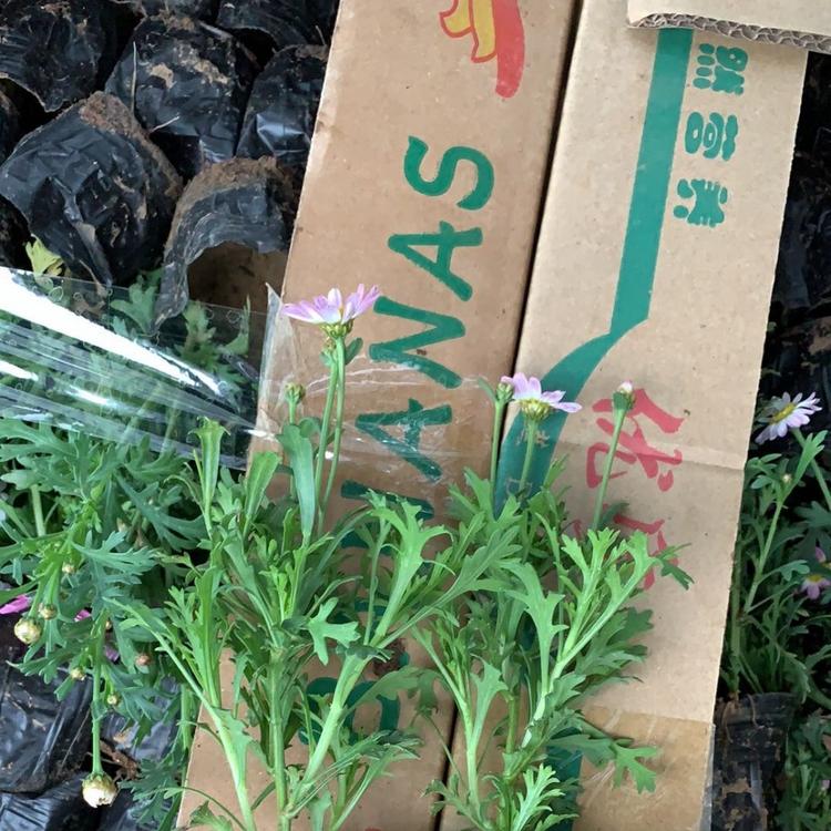 木茼蒿 时令花草 木茼蒿价格