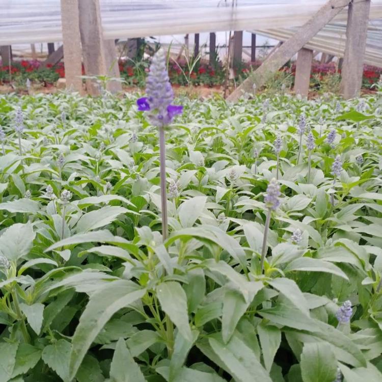 鼠尾草 双色盆草花鼠尾草 基地直销 凯洋花卉