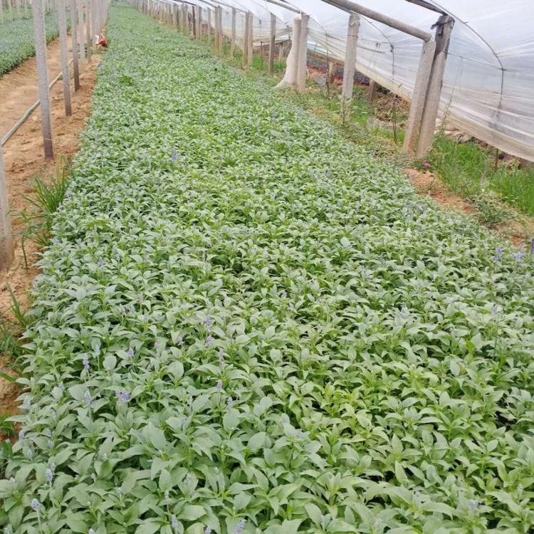 草花鼠尾草 110双色盆 鼠尾草基地