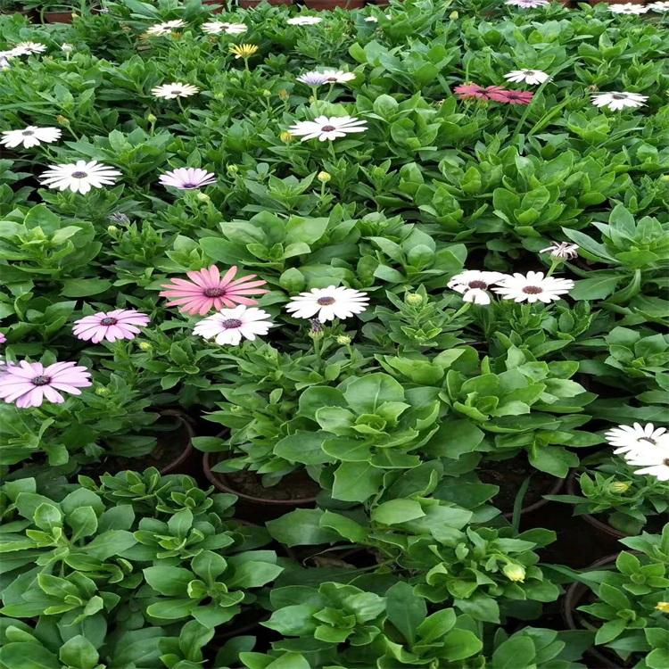 基地批发南非万寿菊价格_基地批发采购