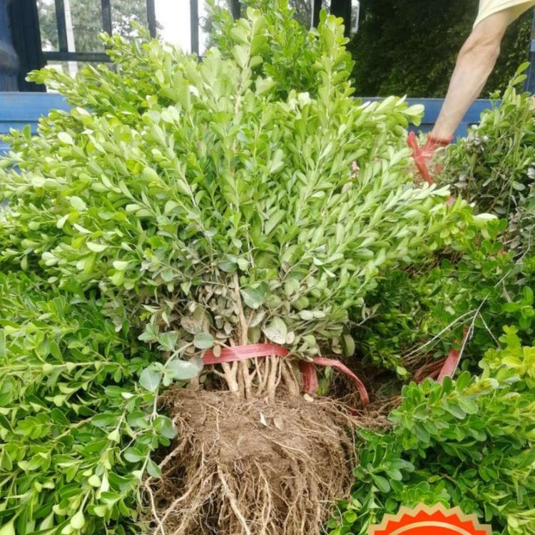 瓜子黄杨价格批发   瓜子黄杨种植基地