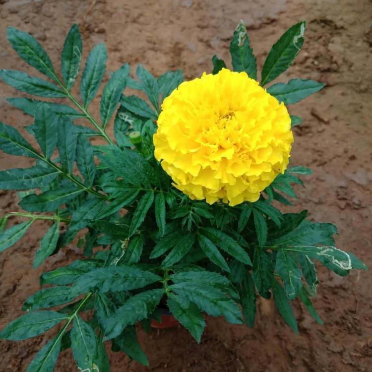 出售万寿菊小苗    万寿菊价格   万寿菊批发