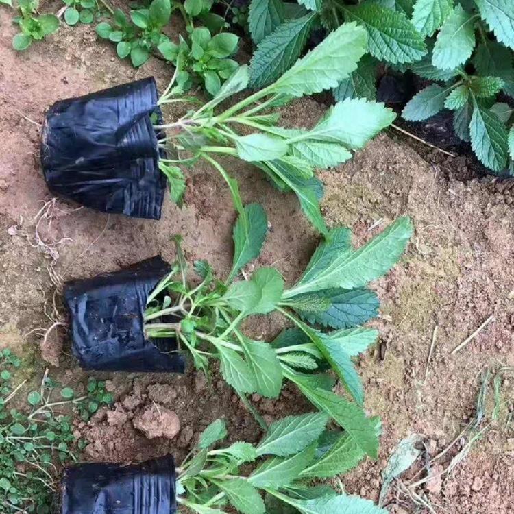 值得信赖马鞭草花海柳叶马鞭草种植