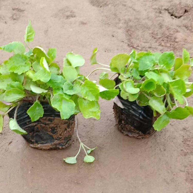 二月兰价格 二月兰种植基地