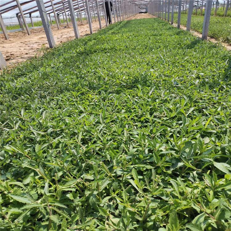 柳叶马鞭草批发 量大优惠 青州马鞭草种植基地 柳叶马鞭草价格