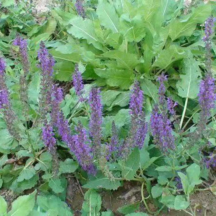 蓝花鼠尾草 鼠尾草种植基地 苗圃批发