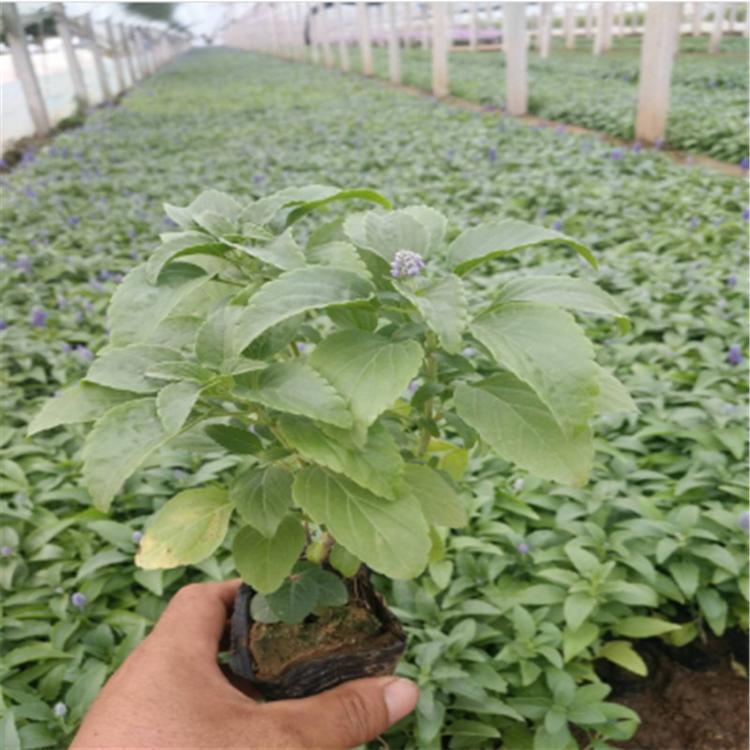 鼠尾草种植基地 苗圃批发 青州鼠尾草杯苗