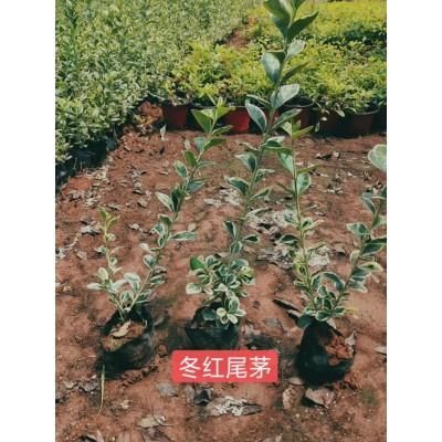 潍坊 产地供应 冬红卫茅 价格低质量优